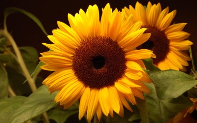 Start de zomer met Yin Yoga